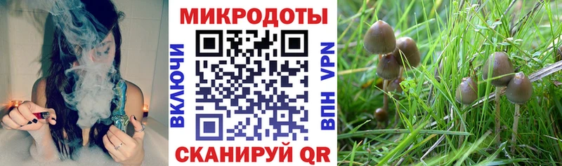 Купить  Мезень  Псилоцибиновые грибы Magic Shrooms 